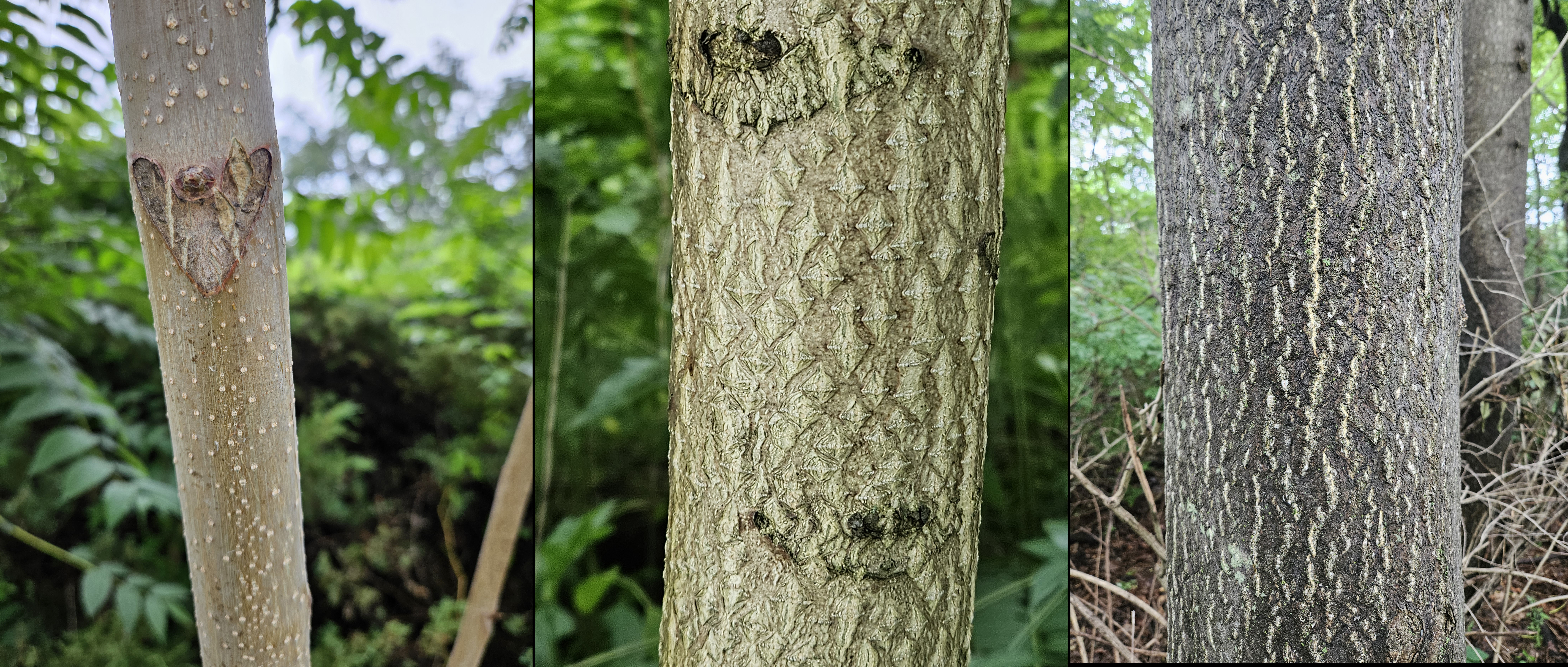 Bark on tree of heaven.